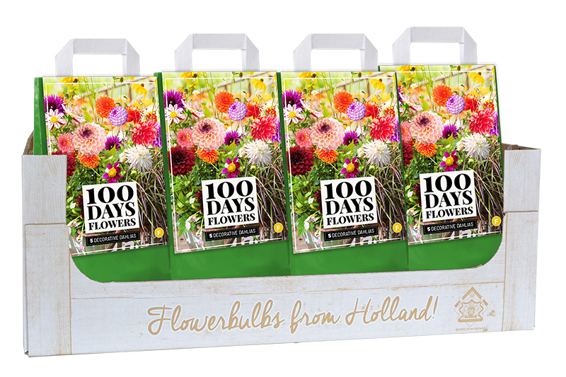 BALENIE 12 VRECIEK 5 DÁLIA DECORATIVE MIX