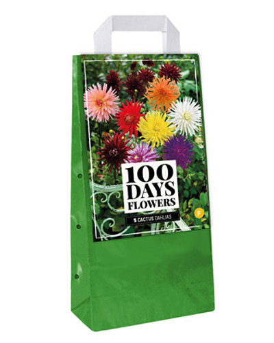 DÁLIA (GEORGÍNA) CACTUS MIX - 5 ks