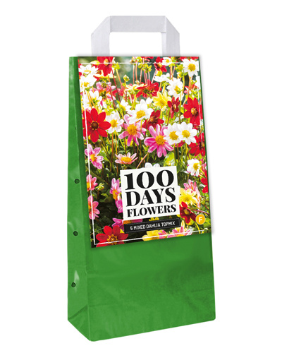 TAŠKA DÁLIA (GEORGÍNA) TOPMIX MIX - 5 ks