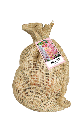 Taška GLADIOLUS PINK počet kusov: 30