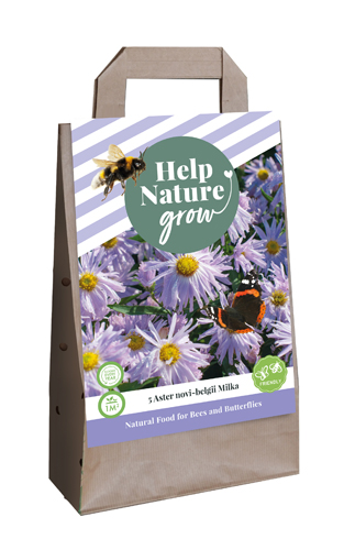 TAŠKA ASTER NOVI BELGII MILKA - 5 ks