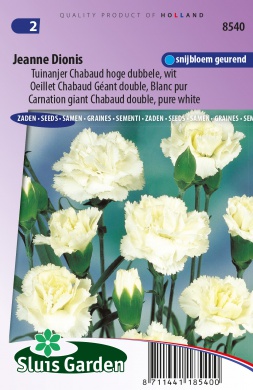 Dianthus caryophyllus Chabaud double Jeanne Dionis pure white cca 90 semien.