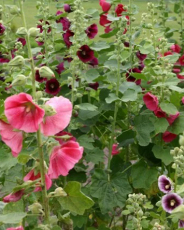 ALCEA ROSEA MIX 25 kusov