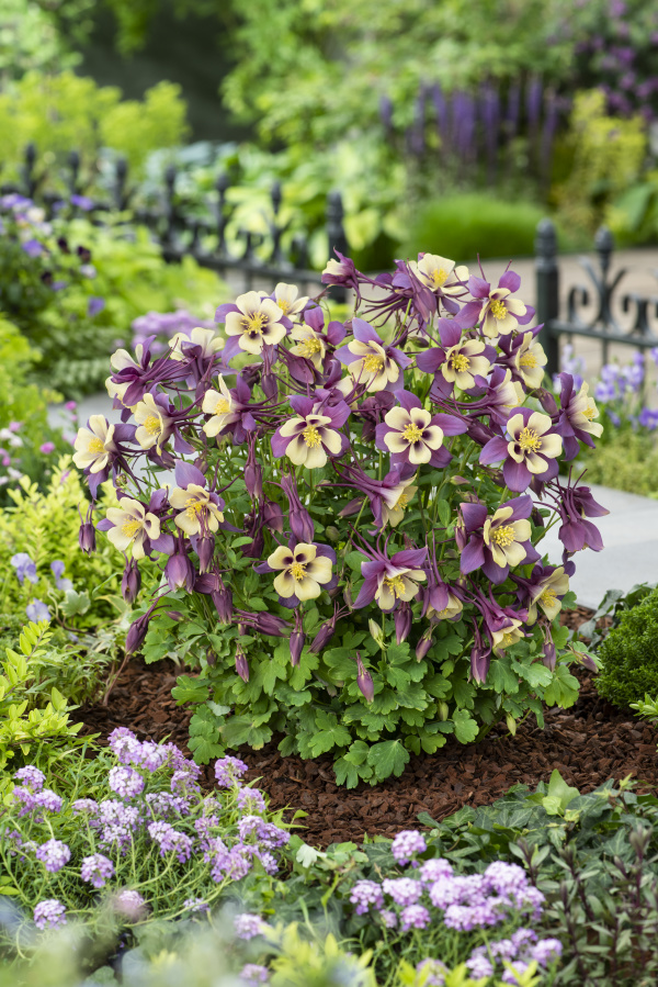 Aquilegia hybrida Earlybird Purple Yellow 1000 semien 
