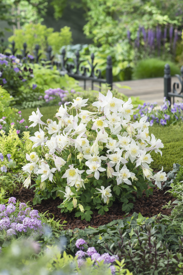 Aquilegia hybrida Earlybird White 1000 semien 