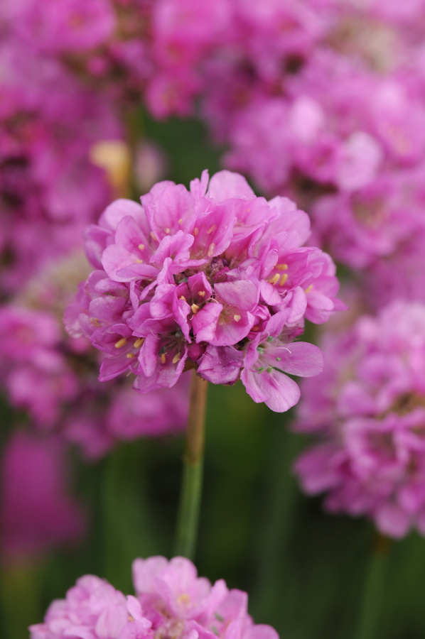 armeria, fialova armeria, kvety, semena kvetov, trvalky, semená trvaliek,