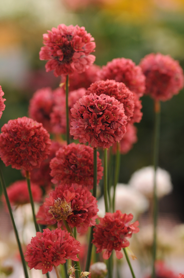 Armeria pseudarmeria Ballerina Red 1000 semien
