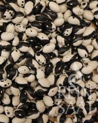 Fazuľa kríčková BIO typu Ying Yang , Dalmatin  cca. 40 g
