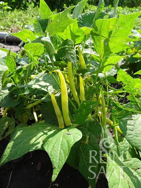 Fazuľa kríčková BIO struková žltá Sonesta cca 15 g