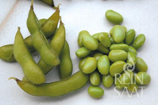 BIO semená Sója zelená Hokkai Green 