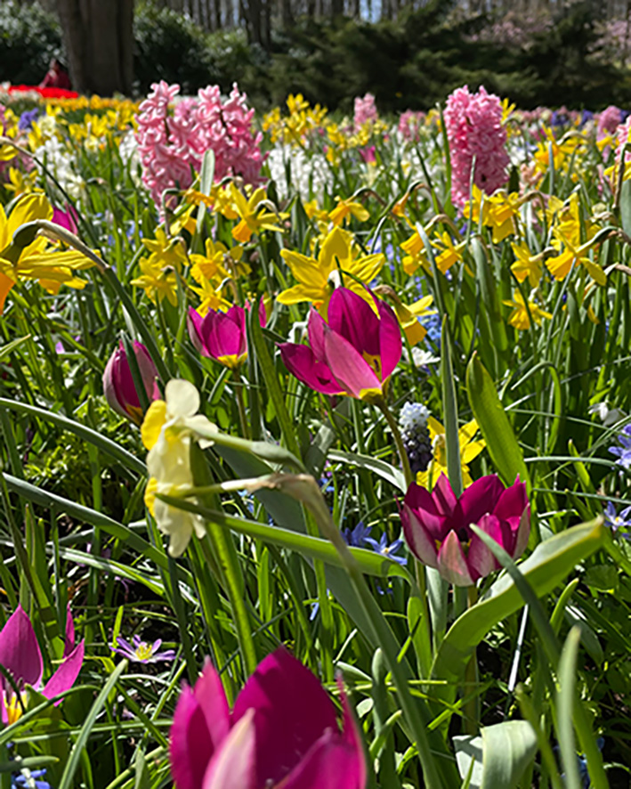 Zmes Brugge , na 1m2 cca 250 kusov