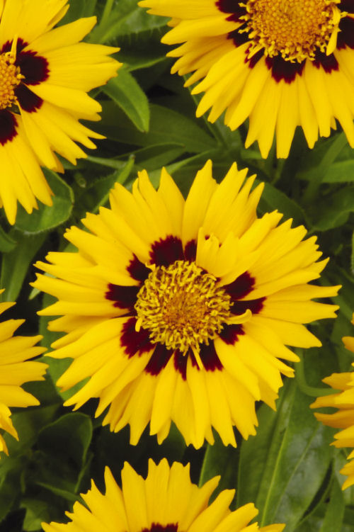 Coreopsis Grandiflora Sunfire 1000 semien