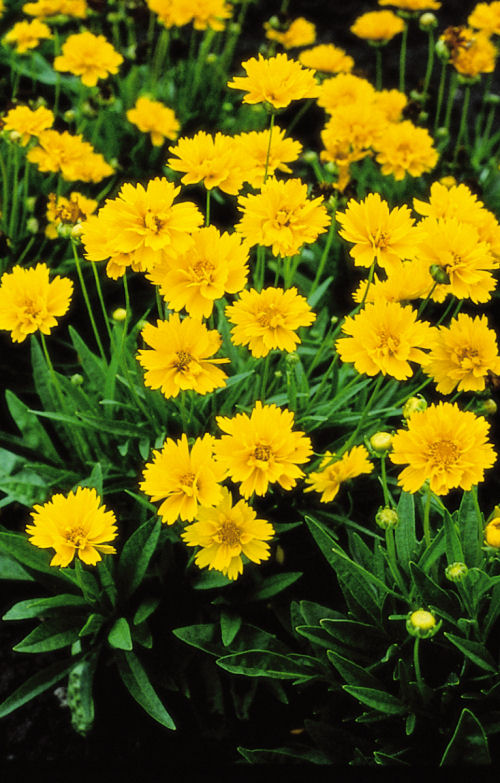 Coreopsis Grandiflora Early Sunrise 1000 semien