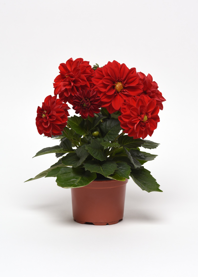 Dahlia Dahlia hybrida Figaro Series Red 1000 semien