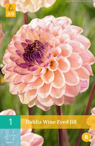 DÁLIA (GEORGÍNA) WINE EYED JILL - 1 ks