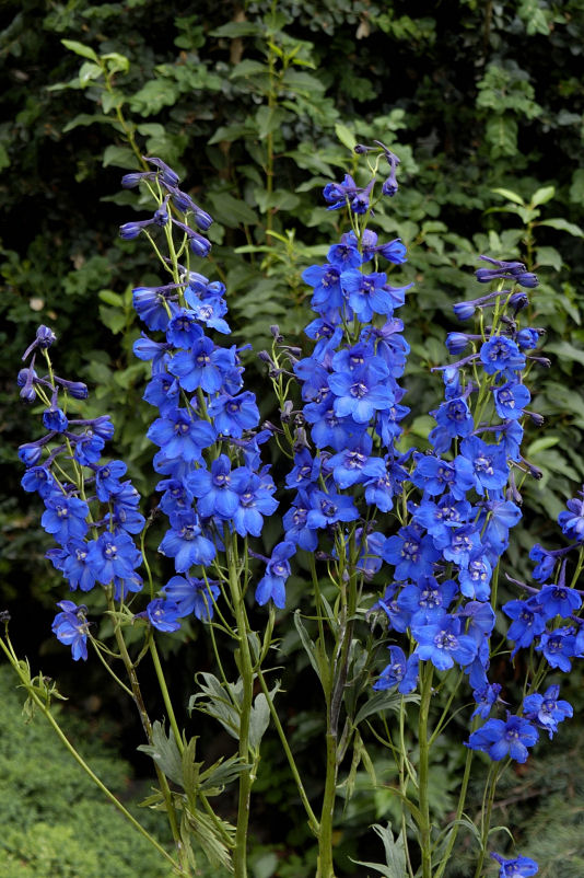 Delphinium belladonna Blue Donna 1000 semien