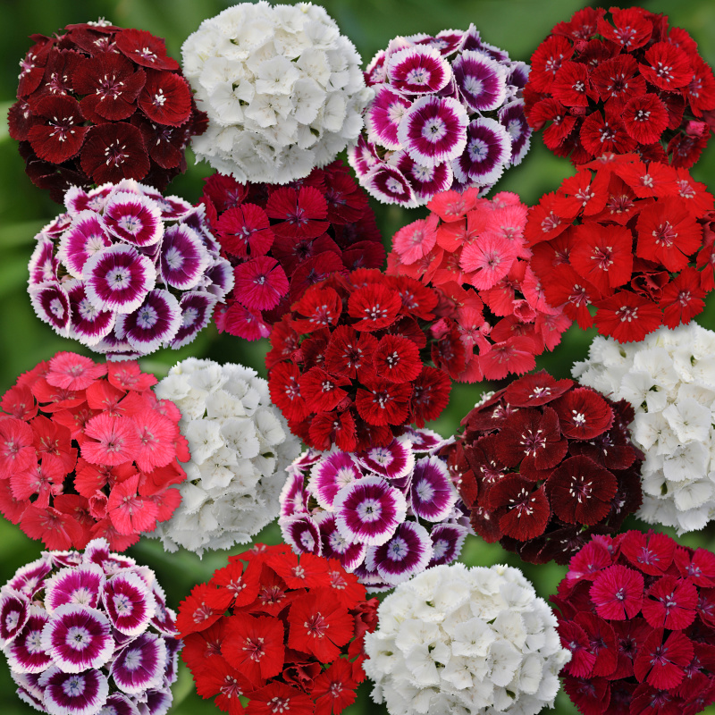 Dianthus barbatus Sweet Mixture 1000 semien