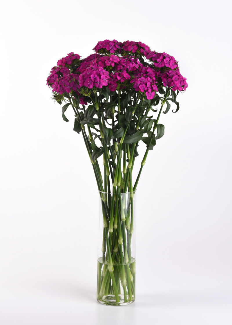 Dianthus barbatus Sweet Neon Purple 1000 semien
