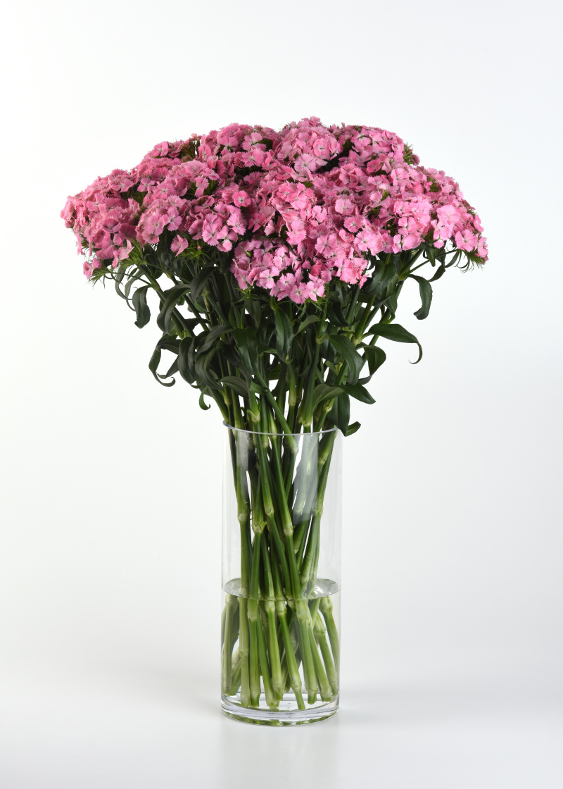 Dianthus barbatus Sweet Pink  1000 semien
