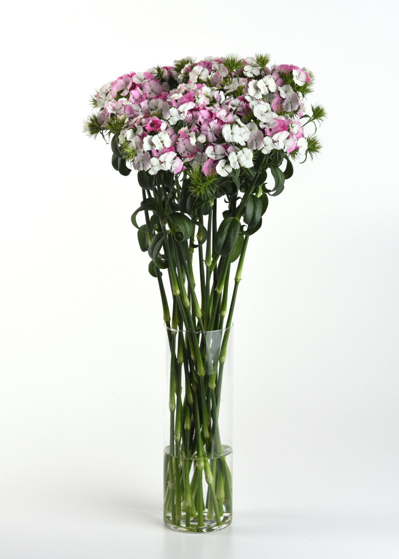 Dianthus barbatus Sweet Pink Magic 1000 semien