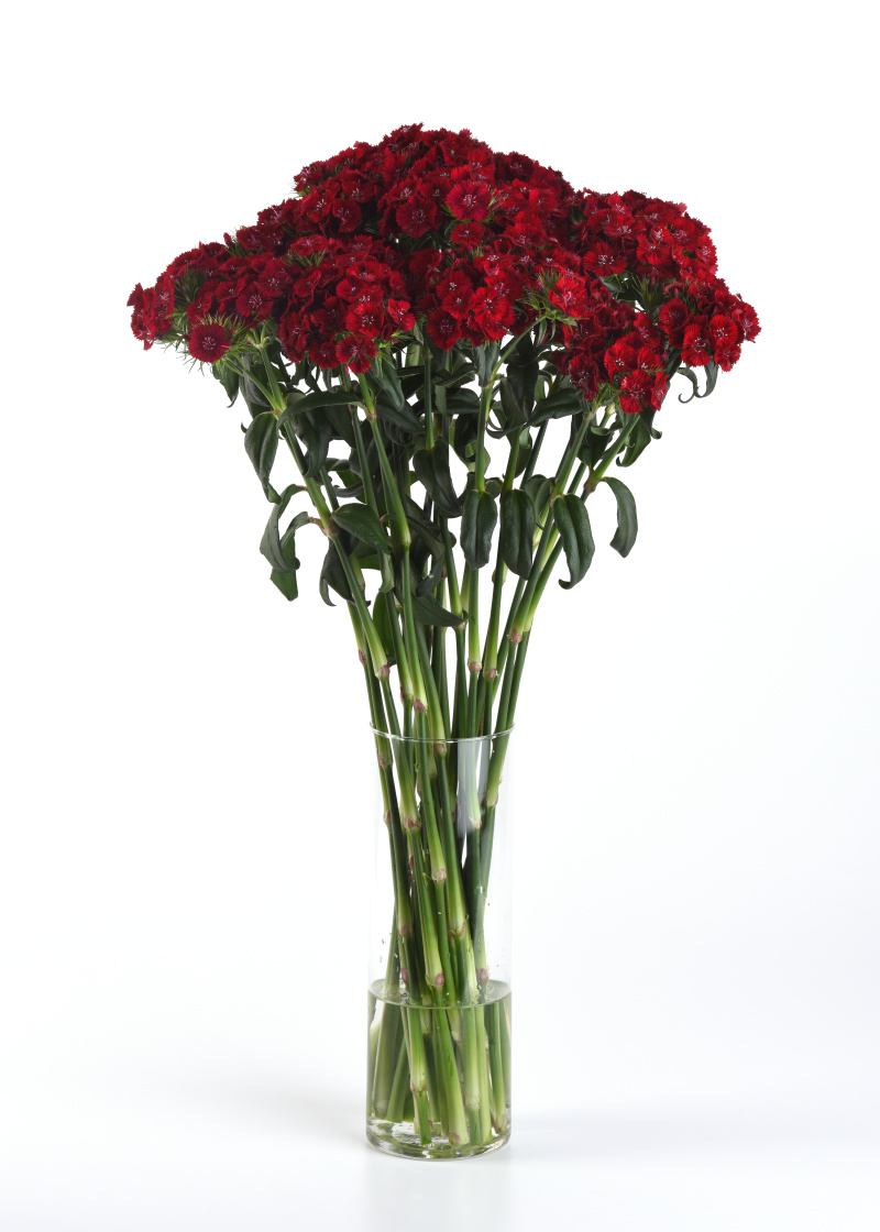 Dianthus barbatus Sweet Red 1000 semien