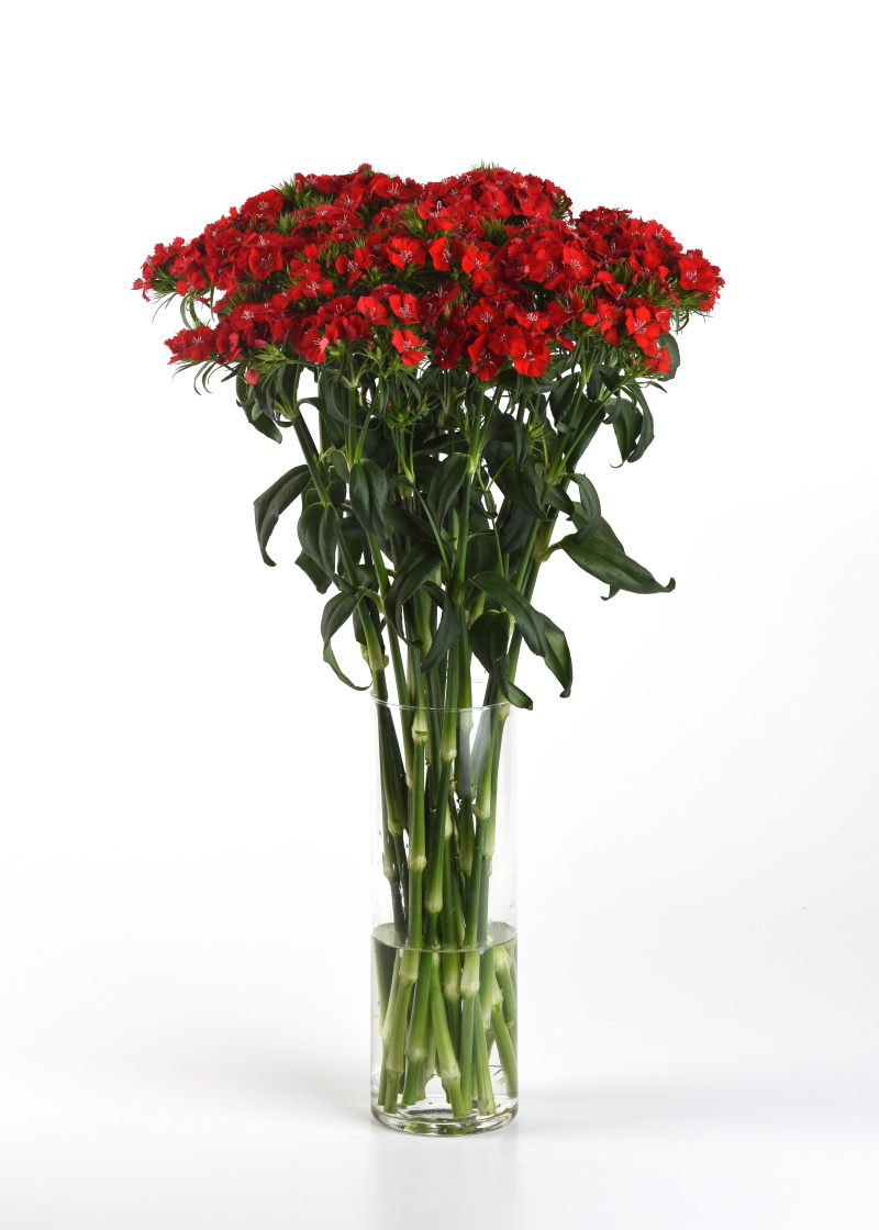 Dianthus barbatus Sweet Scarlet 1000 semien