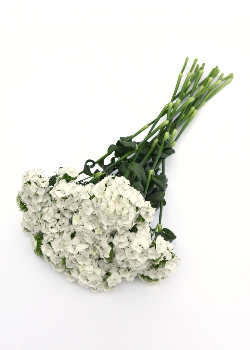 Dianthus barbatus Sweet White 1000 semien