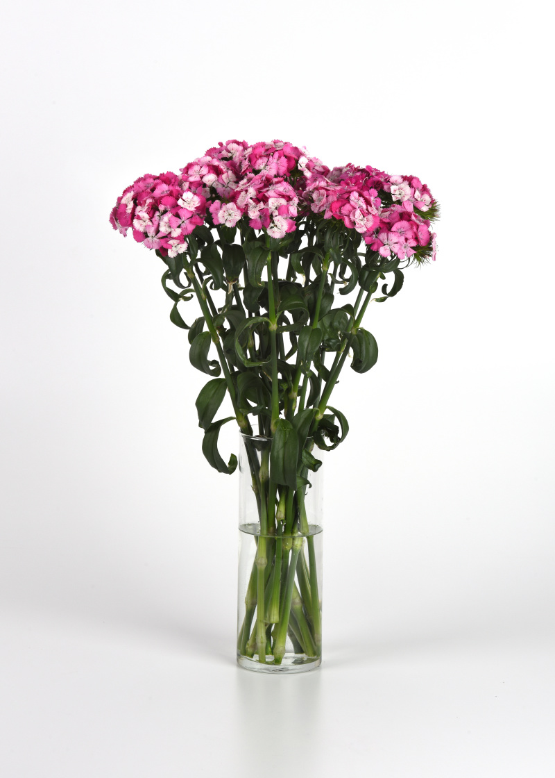Dianthus barbatus Sweet Rose Magic 1000 semien