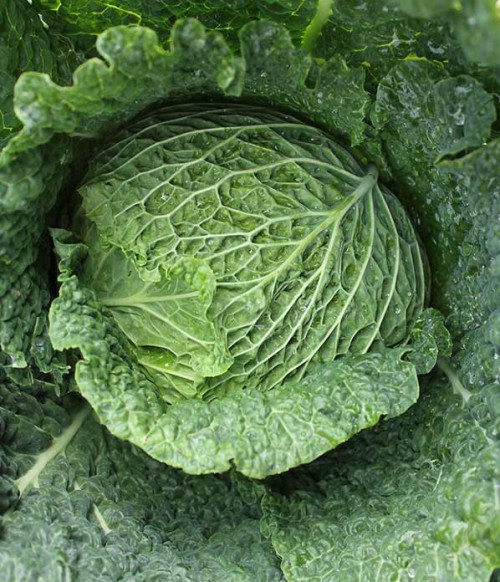 Kel Django F1 1000 semien