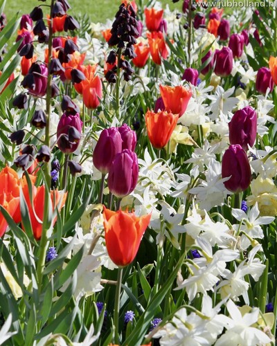 Zmes Fresh Spring, 100 kusov  