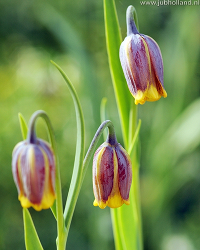 Cibuloviny, Cibule korunovky, Fritillaria uva-vulpis
