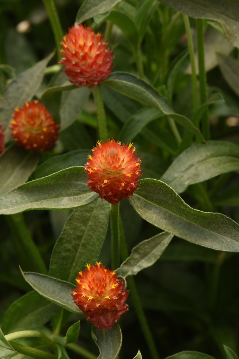 Gomphrena haageana QIS Series Orange 1000 semien