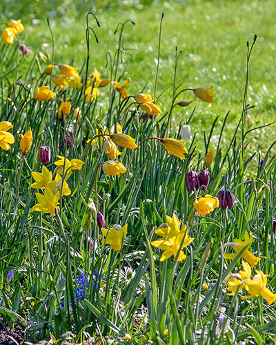 Zmes Gouda , na 1m2 cca 250 kusov