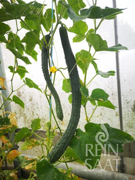 BIO semená Uhorka ázijský typ Nishiki cca 12 semien