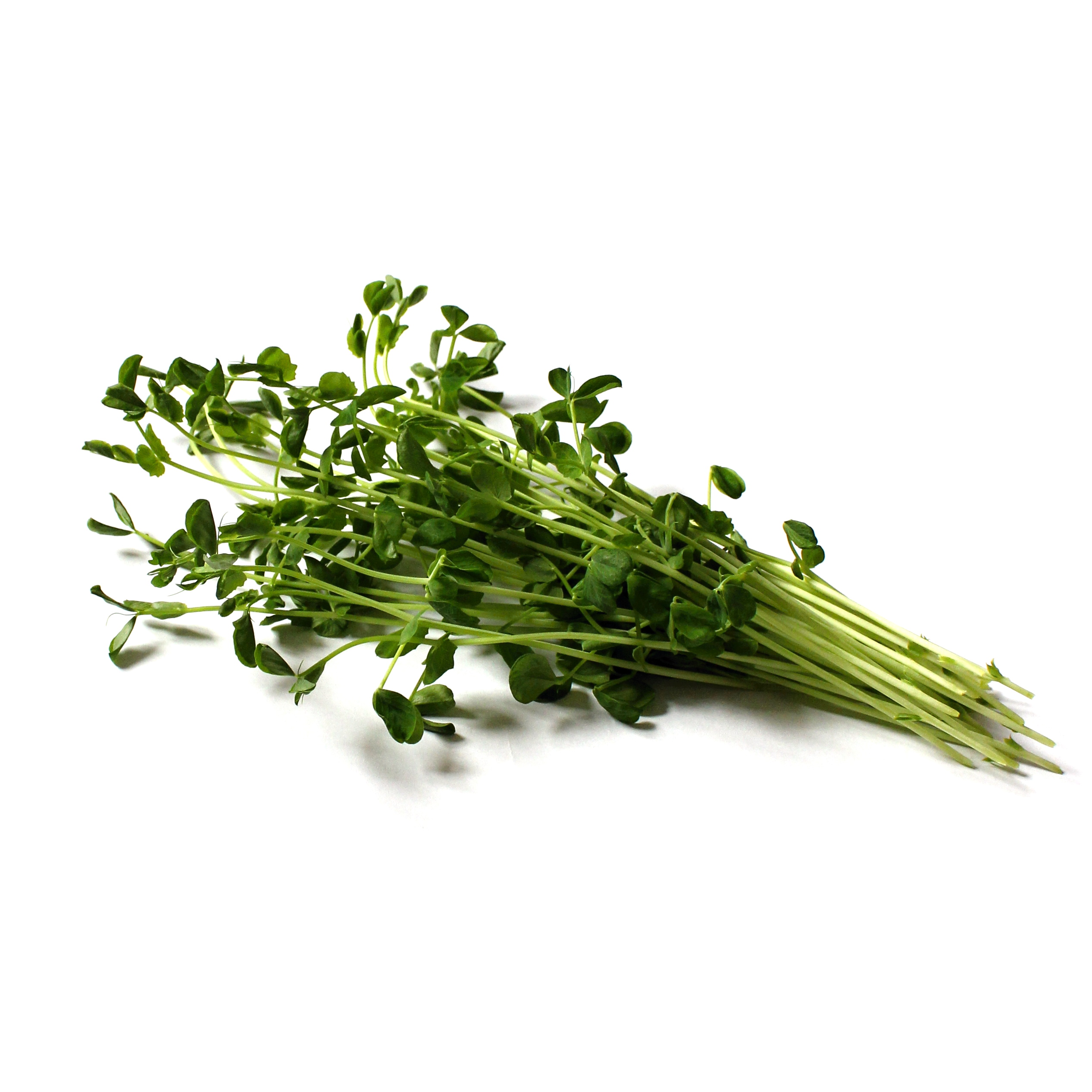 Hrach lístkový semená na klíčenie a microgreens 1 kg