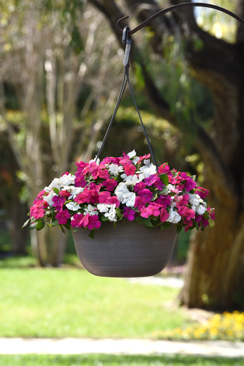 Impatiens walleriana BeaconPortland Mix1000 semien