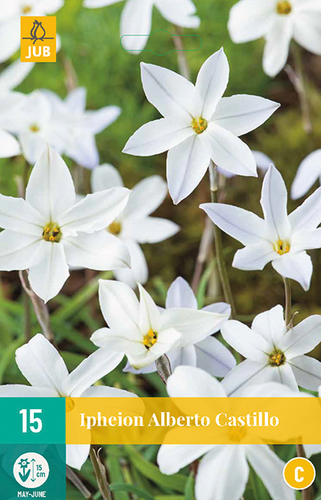  IPHEION UNIFLORUM ALBERTO CASTILLO 15 ks 