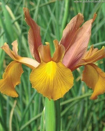 Cibuloviny, irisy, Iris, Autumn Princess, kvety