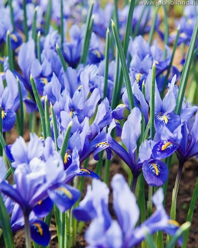 Iris reticulata Alida 5/6, 100 kusov  