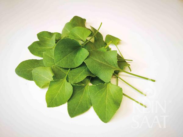 BIO semená Rumex vesicarius Arabischer Ampfer cca 0,2 g