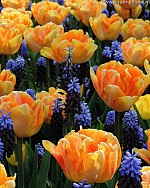 Zmes Magnificent Duo, 100 kusov  