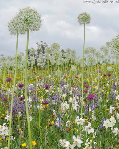 Zmes Manchester, na 1m2