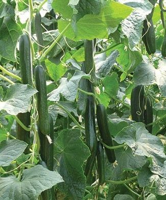 šalátové uhorky, Midios, semená zeleniny, zeleninové semená