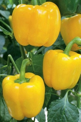 Paprika sladká bloky typ Monte 100 semien