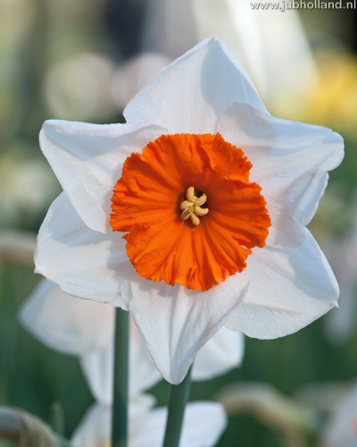 Narcis velkokvetý Bella Vista 14/16, 100 kusov  