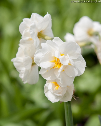 Narcis tazetta Bridal Crown 12/14, 100 kusov  