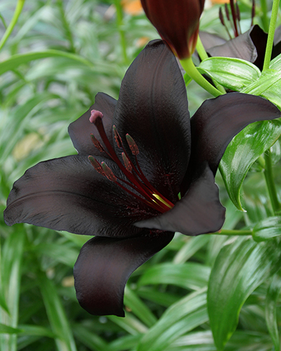 LILIUM NIGHTRIDER 50 kusov