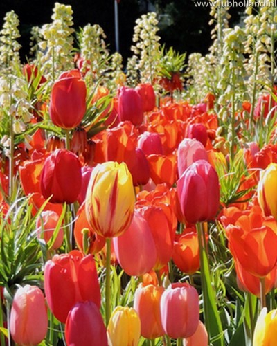 Zmes Orange Glow, 100 kusov  