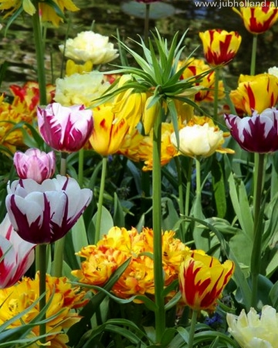 Zmes Painters Choice, 100 kusov  