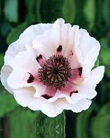 PAPAVER ORIENTALE PERRY'S WHITE NEW 25 kusov